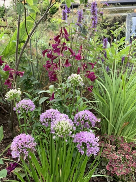 Walled Garden, Farquhar Street